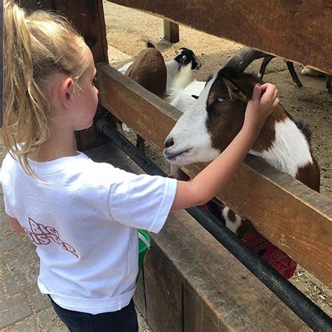 long island petting zoo|Animal Farm – White Post Animal Farm of Melville.